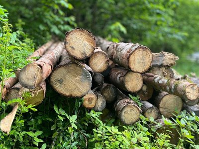 Повалене дерево ще не ваше: за які дрова в лісі можна отримати штраф