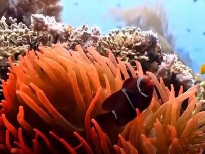 Майже половина видів коралів, що утворюють рифи, перебуває під загрозою зникнення: дослідження