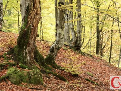 День Артемія, кухарів і лінивців: які свята припадають на 20 жовтня та що віщували осінні прикмети