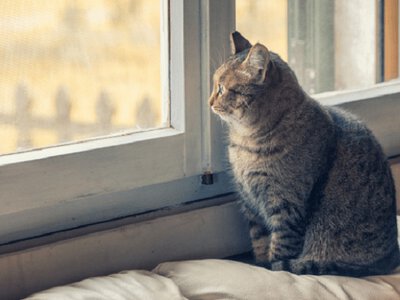 Дощі на Київщині, туман на сході й у Карпатах: погода 20 жовтня
