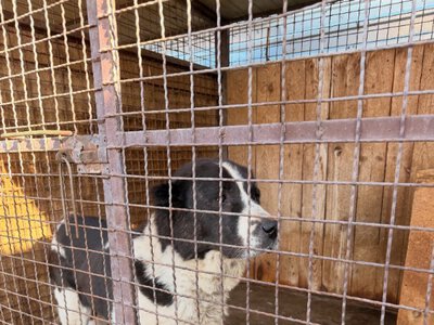 У Черкасах досі шукають власника алабаїв, які загризли йорка