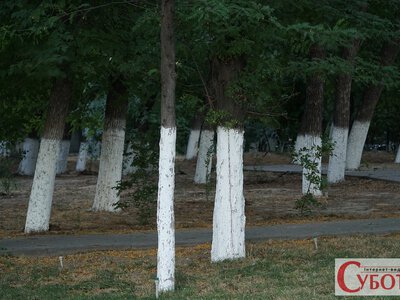 Побілка не врятує від зайців: як захистити молоді яблуні перед зимою і навіщо потрібна сітка
