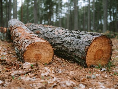 На Полтавщині громаді повернули 2,6 мільйона гривень за вирубаний ліс