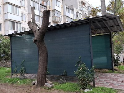 Паркування замість зеленої зони: у Миколаєві знищили 16 дерев