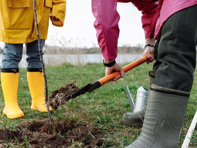 Посадіть ці дерева до перших заморозків: вони чудово приживуться і дадуть багатий урожай