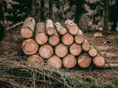 Ліс у Чорнобилі оцінили в 1,86 млн грн: що відомо про заготівлю