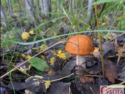 Жовтень, а гриби ще ростуть: на Коростенщині показали свіжі фото лісових знахідок