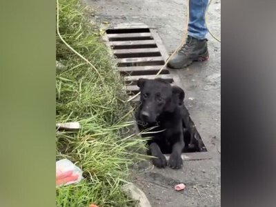У Дніпрі комунальники врятували собак, які понад добу перебували в дощовій каналізації