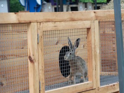 До 40 зайців щороку випускають у природу: як на Полтавщині відновлюють популяцію виду