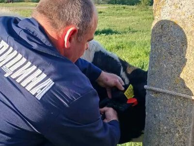  На Херсонщині з початку року зареєстрували понад 1,5 тисяч сільгосптварин 