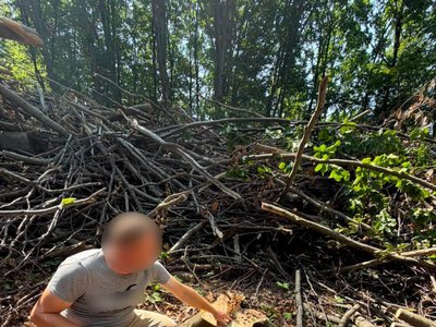 На Прикарпатті чоловік під час випробувального терміну за зброю незаконно зрубав 20 буків і збув деревину