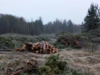 Костопільська міська рада має сплатити майже 4,9 млн грн за незаконну порубку сосен