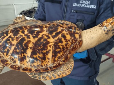 Українець намагався вивезти до Польщі опудало рідкісної черепахи