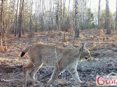 «Рись неквапливо переходила дорогу»: жителі Житомирщини розповіли, де зустрічали рідкісного хижака