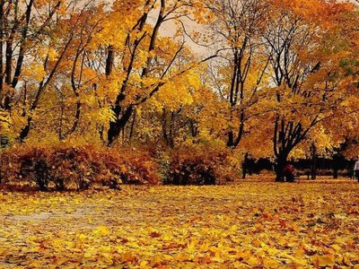 Листопад здивує українців теплом до +10 градусів: коли вдарять морози та випаде сніг