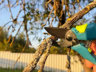 Які рослини не можна обрізати восени: попередження садівникам