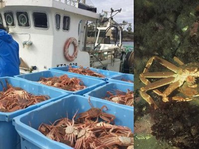 У Беринговому морі після масової загибелі снігових крабів кількість гібридів зросла в 13 разів
