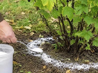 Фосфор під ягідні кущі восени: коли він потрібен, а коли марний - Simya
