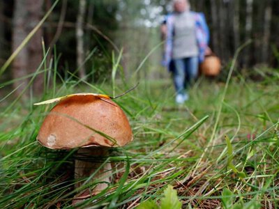 Румунські лісоруби активно освоюють польські ліси: вантажівки завантажуються деревиною без зупинок
