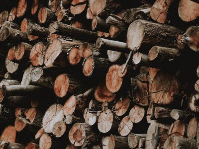 Дрова в Україні продають від 840 гривень: як не переплатити втричі