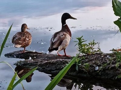У Вінниці для очищення водойм використовують біофільтрувальні острови