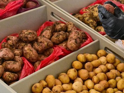У Росії скоротився врожай картоплі, а ціни в магазинах різко зросли