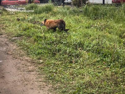 У Сокільниках біля Львова врятували собаку, який упав у двометровий колодязь