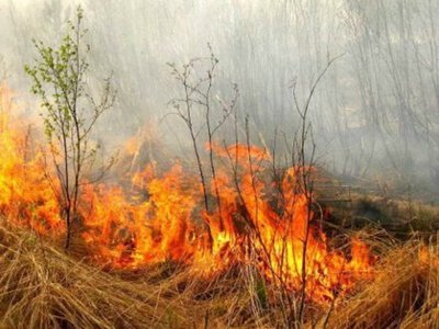 Окупанти завдали збитків природно-заповітному фонду Херсонщини на понад 1,28 трильйона гривень