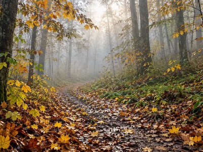 На Хмельниччині 24 жовтня прогнозують дощі та туман