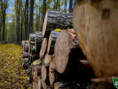 На Рівненщині та Волині попит на дрова зріс удвічі