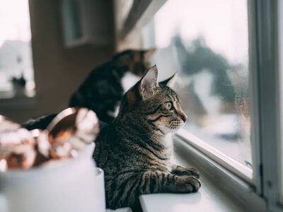 24 жовтня Україну накриють хмари й дощі, у Києві буде сухо - Гідрометцентр