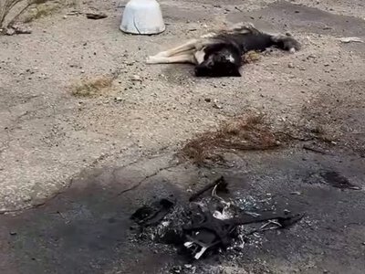  Війська РФ атакували дроном чоловіка із собакою в Херсоні – вони загинули 