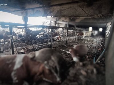На Конотопщині російський безпілотник прицільно атакував ферму: загинула жінка, ще четверо людей постраждали