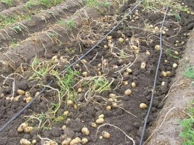 Крапельне зрошення подвоїло врожайність картоплі