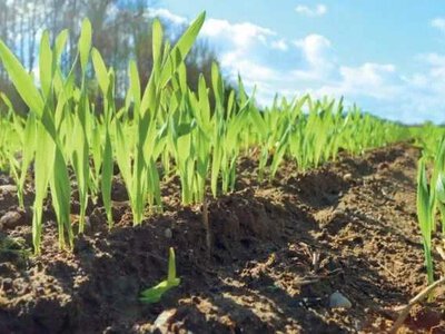 Волога в ґрунті на Полтавщині: стан посівів озимих
