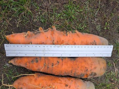 На Волині жінка виростила велетенську моркву вагою майже кілограм