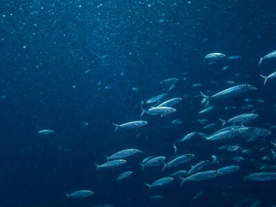 Blue Planet III залишить у кадрі недосконалі зйомки заради автентичності