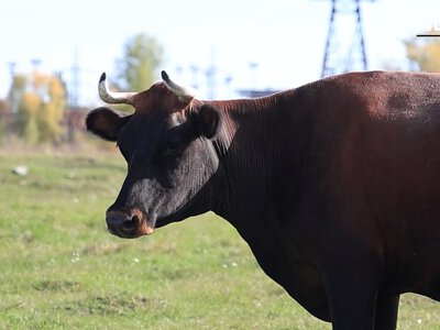Нова загроза із росії: чи можливе зараження вузликовим дерматитом ВРХ на Чернігівщині (Відео)