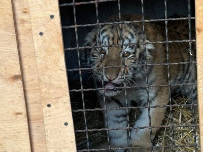 У Миколаївському зоопарку зникло чотиримісячне тигреня