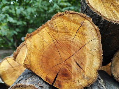 Майже 1,1 млн грн за зрубані дерева: на Дніпропетровщині прокурори виграли апеляцію проти сільради