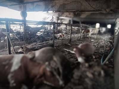 На Сумщині російський дрон атакував ферму: загинула працівниця та худоба