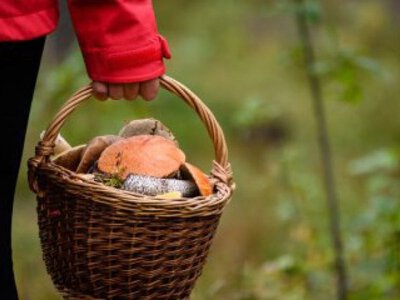 На Чернігівщині борються за життя 10-місячного хлопчика після грибного супу: у лікарні також подружжя з отруєнням