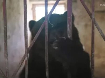 Двох виснажених ведмедів врятували від смерті та вивезли з рф до Європи (Відео)
