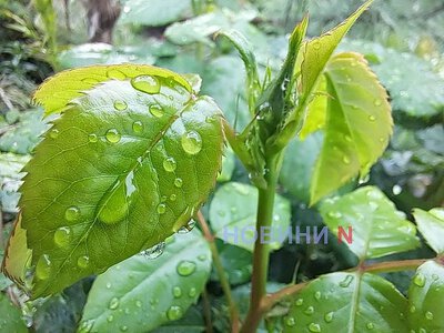 Дощ та до +19°С: якою буде погода у Миколаївській області 27 жовтня