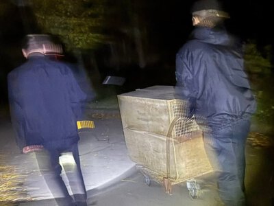 З собаками та тепловізором: як у Миколаєві ловили дику тигрицю (фото) (Відео)
