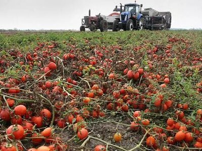 На Миколаївщині фермер переорав поле з помідорами, які місцеві жителі збирали безкоштовно (відео)