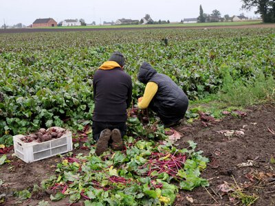 Чотири країни ЄС закликають враховувати вплив гібридних дій РФ при наданні субсидій фермерам