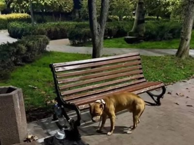 «Мене забрали ТЦК. Люди добрі, прихистіть»: у Кременчуці шукають господаря для Леона
