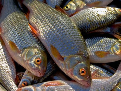 Рибний промисел набирає обертів: яке водосховище вирвалося вперед