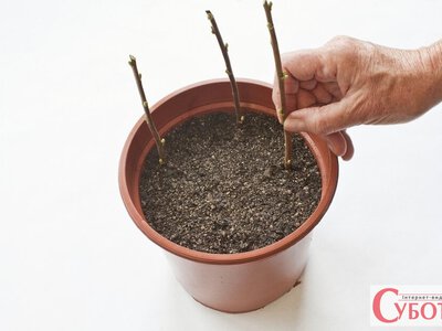 Одна гілочка смородини — новий кущ: як розмножити улюблений сорт восени без купівлі саджанців